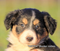 Tricolour Female, medium coat, border collie puppy